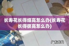 长寿花长得很高怎么办 长寿花长得细高怎么办