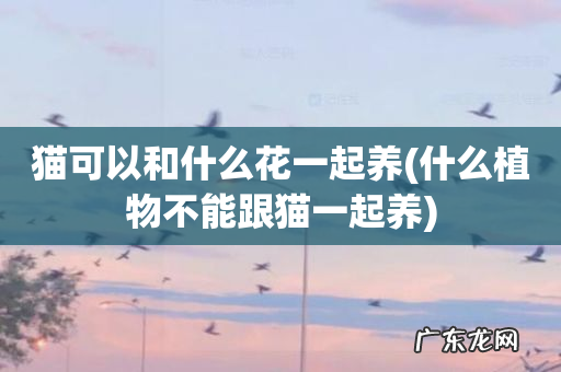 什么植物不能跟猫一起养 猫可以和什么花一起养