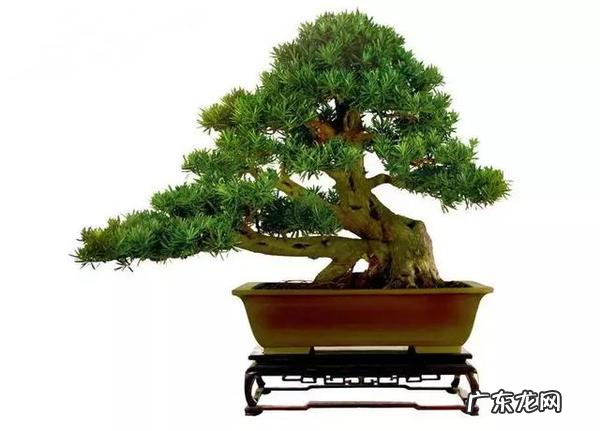 适合家庭风水的盆栽植物 适合室内盆栽风水好的