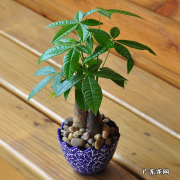 适合家庭风水的盆栽植物 适合室内盆栽风水好的