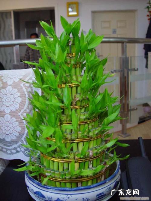 适合家庭风水的盆栽植物 适合室内盆栽风水好的