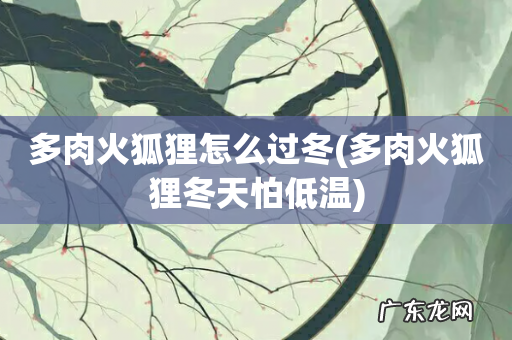 多肉火狐狸冬天怕低温 多肉火狐狸怎么过冬