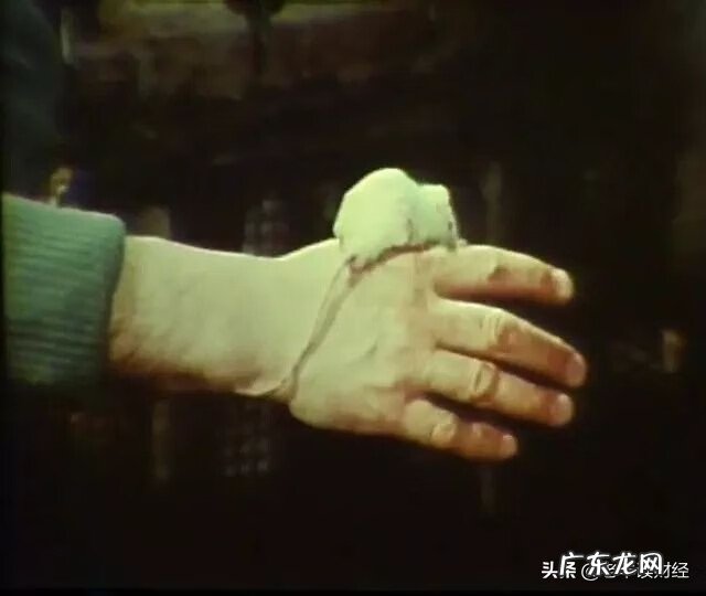 鼠年家居风水 鼠的风水作用