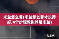 米兰怎么养才长得好,4个步骤教你养殖米兰 米兰怎么养
