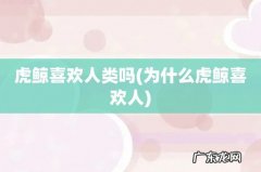 为什么虎鲸喜欢人 虎鲸喜欢人类吗