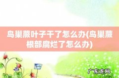 鸟巢蕨根部腐烂了怎么办 鸟巢蕨叶子干了怎么办
