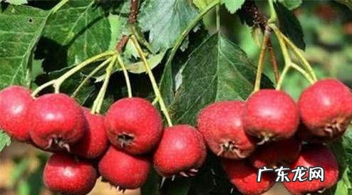 女人的健康养生食谱 女性养生食谱