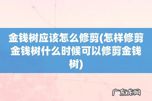 怎样修剪金钱树什么时候可以修剪金钱树 金钱树应该怎么修剪