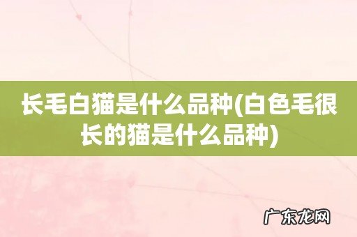 白色毛很长的猫是什么品种 长毛白猫是什么品种