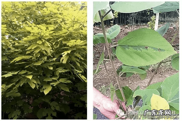 小构树叶的功效与作用 构树叶的功效与作用怎么使用