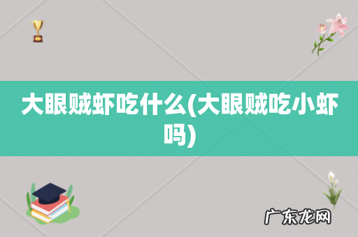 大眼贼吃小虾吗 大眼贼虾吃什么