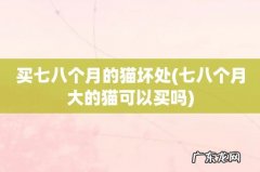 七八个月大的猫可以买吗 买七八个月的猫坏处