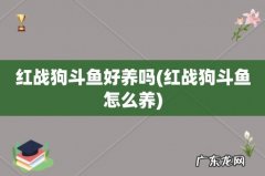 红战狗斗鱼怎么养 红战狗斗鱼好养吗