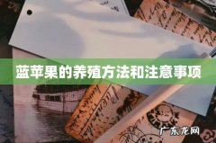 蓝苹果的养殖方法和注意事项