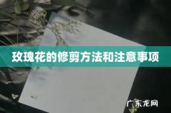 玫瑰花的修剪方法和注意事项