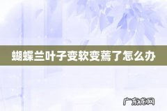 蝴蝶兰叶子变软变蔫了怎么办