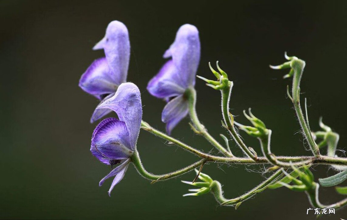 荸荠的禁忌和食用方法 荸荠的拼音怎么写