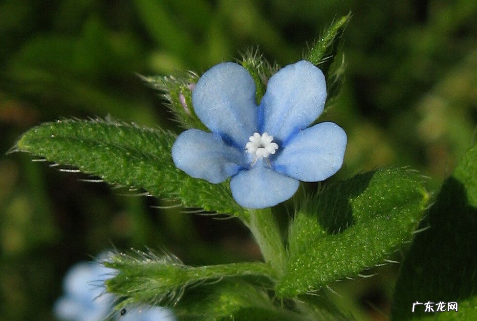 荸荠的禁忌和食用方法 荸荠的拼音怎么写
