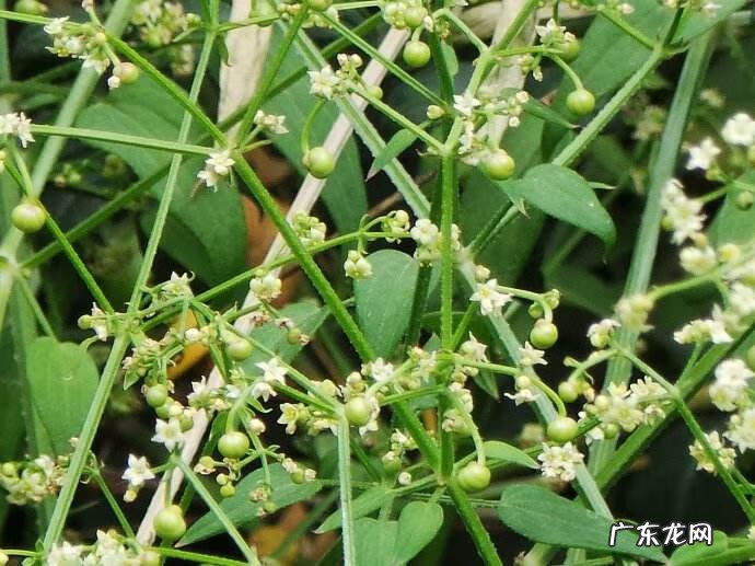 荸荠的禁忌和食用方法 荸荠的拼音怎么写