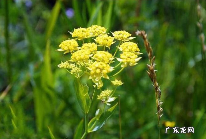 荸荠的禁忌和食用方法 荸荠的拼音怎么写