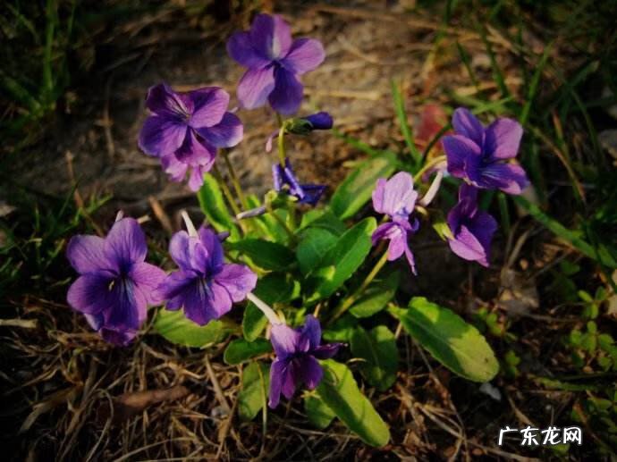 荸荠的禁忌和食用方法 荸荠的拼音怎么写