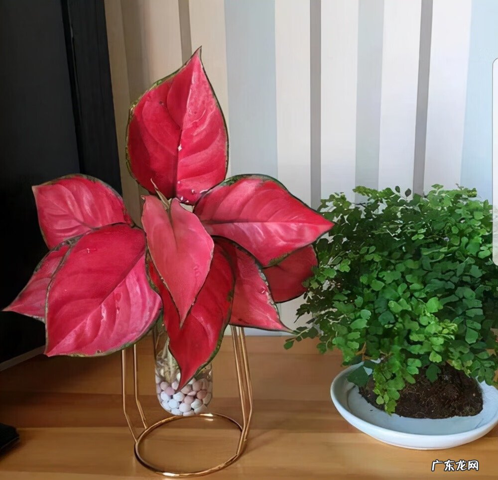 什么颜色的包风水好 红色的包风水