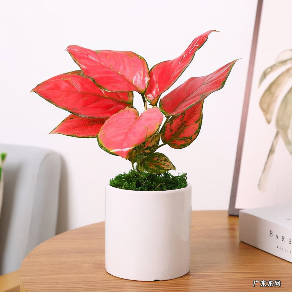 什么颜色的包风水好 红色的包风水