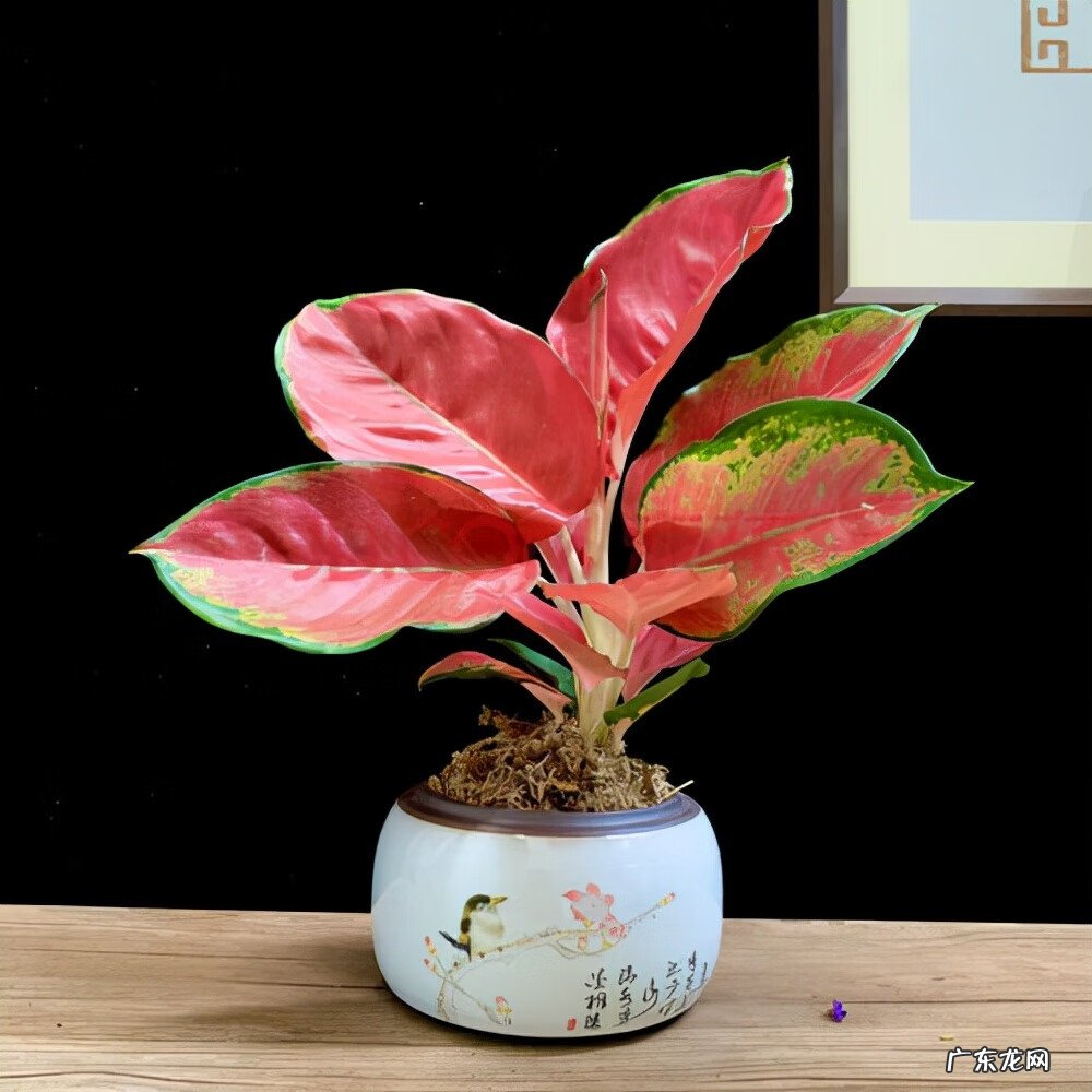 什么颜色的包风水好 红色的包风水