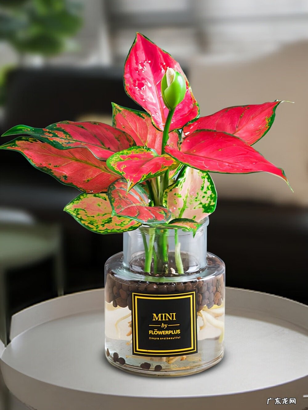 什么颜色的包风水好 红色的包风水