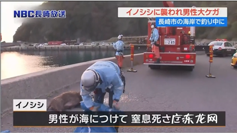 国外杀野猪 日本发生野猪伤人案件