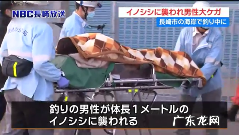 国外杀野猪 日本发生野猪伤人案件