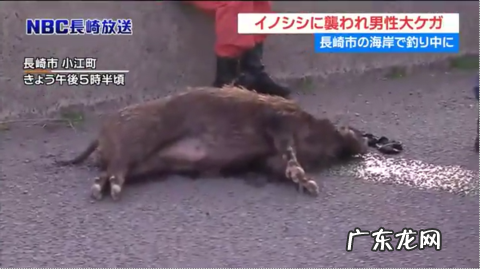 国外杀野猪 日本发生野猪伤人案件