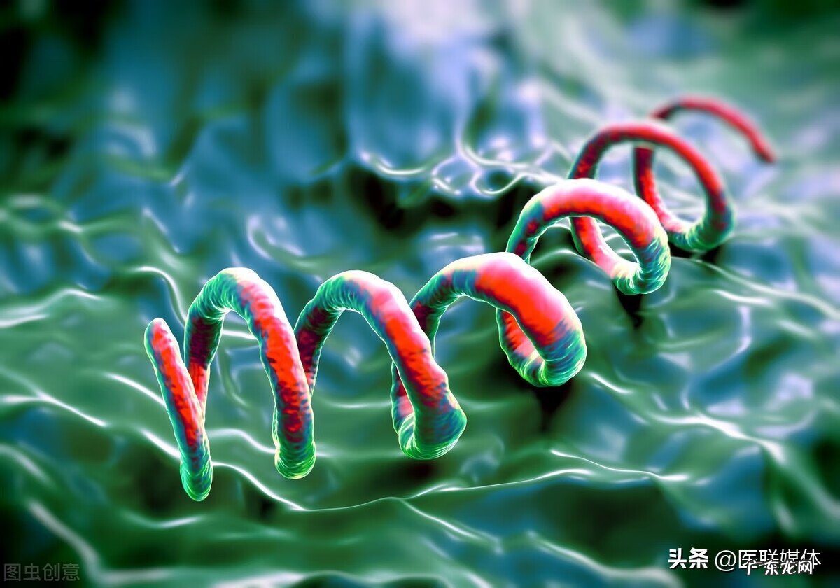 梅毒病人给正常人口会传染吗 梅毒的传染途径主要是