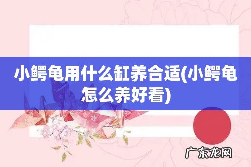 小鳄龟怎么养好看 小鳄龟用什么缸养合适