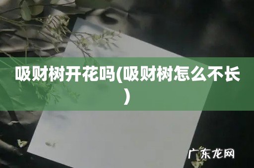 吸财树怎么不长 吸财树开花吗