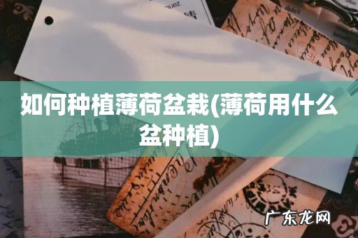 薄荷用什么盆种植 如何种植薄荷盆栽