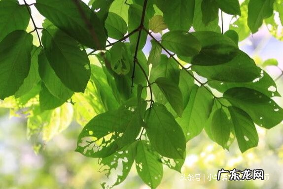 童年作文范文 童年作文开头