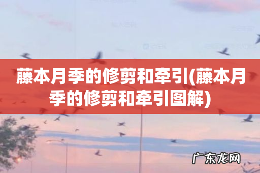 藤本月季的修剪和牵引图解 藤本月季的修剪和牵引