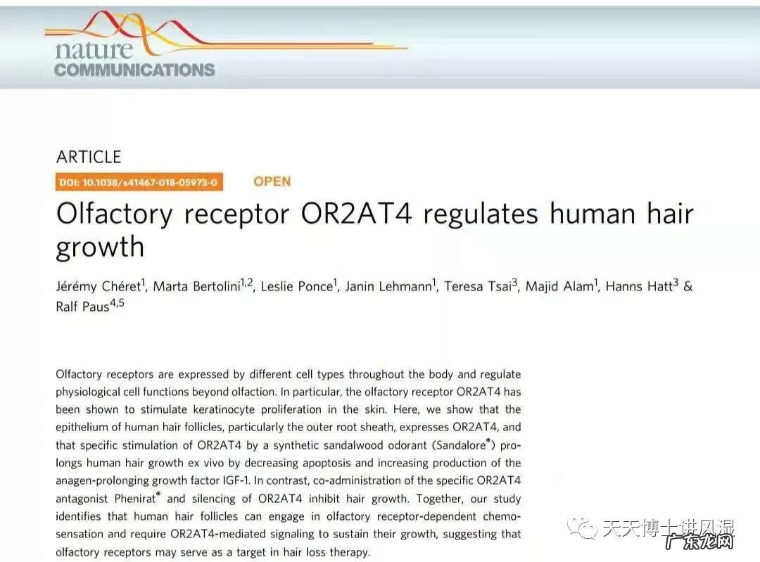 拿生姜擦头皮 生姜擦头皮真的能生发吗