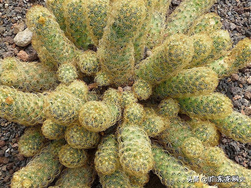 三角形形状的石头画 三角形石头