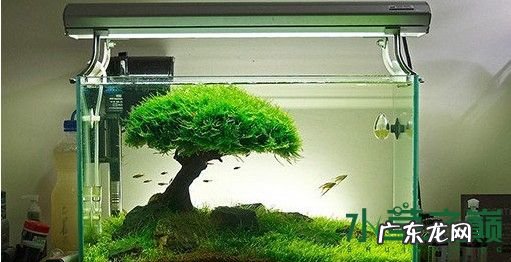 奥德赛水草灯镇流器更换 南风水草灯镇流器