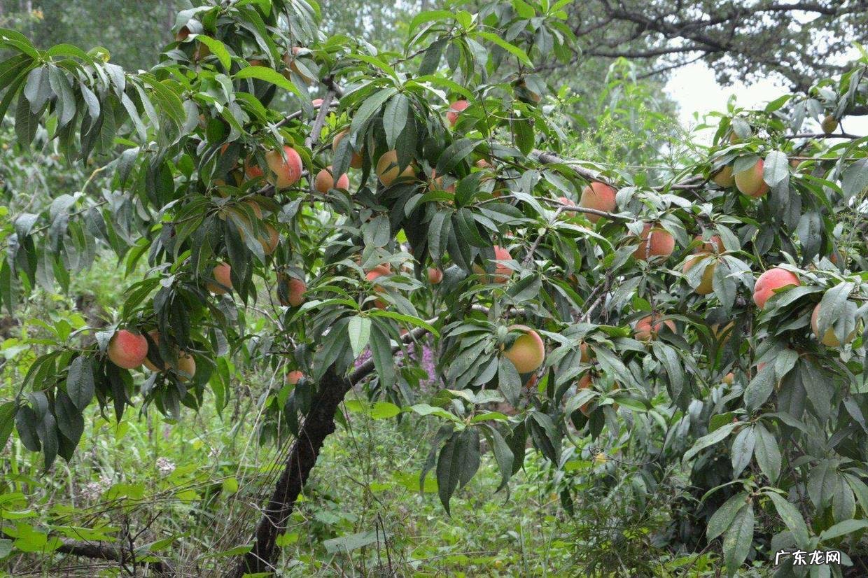院子里种几棵树风水好 前院种什么树风水好