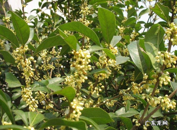 院子里种几棵树风水好 前院种什么树风水好