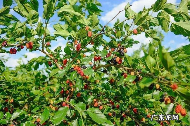 院子里种几棵树风水好 前院种什么树风水好