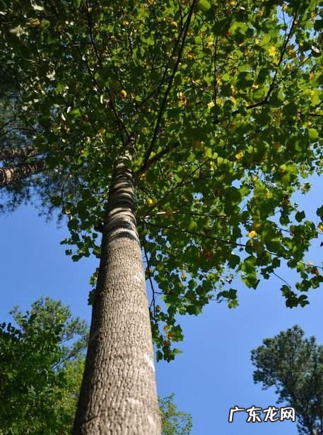 院子里种几棵树风水好 前院种什么树风水好