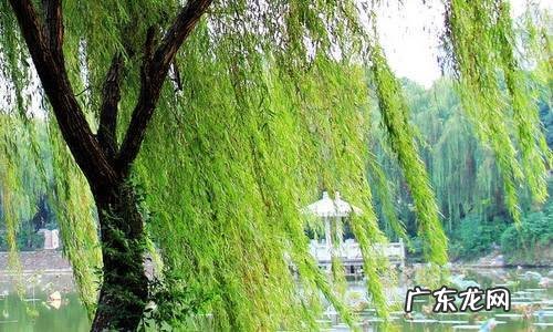 院子里种几棵树风水好 前院种什么树风水好