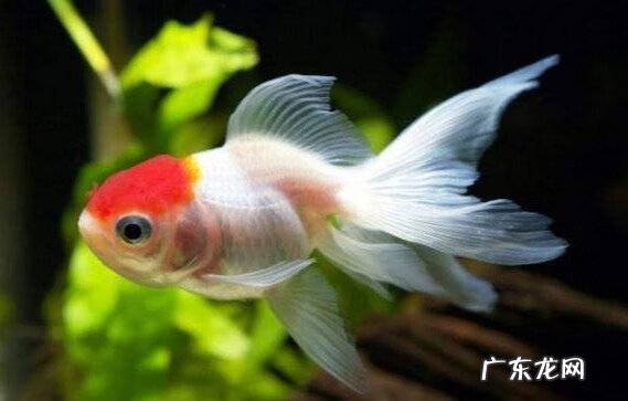 金鱼买单还是买双 金鱼单好还是双好