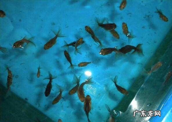 金鱼买单还是买双 金鱼单好还是双好