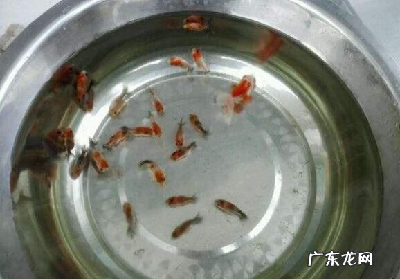 金鱼买单还是买双 金鱼单好还是双好