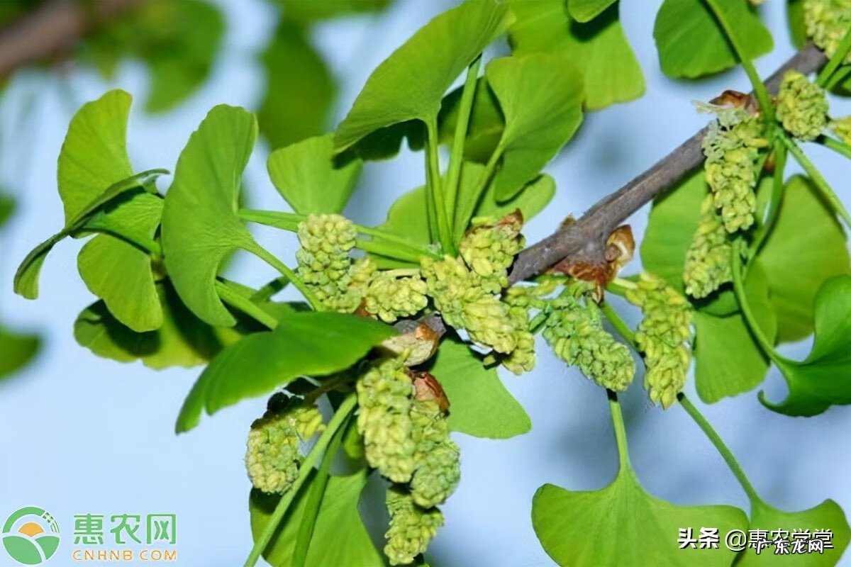 白果的别名 白果是什么意思